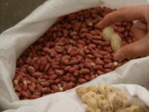 Малките площи и високите цени на семената пречат на производителите на фъстъци