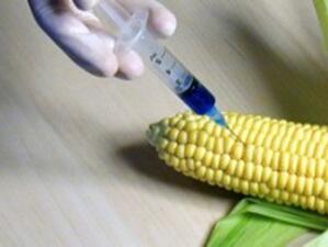 Екокомисията в НС одобри 5-годишния мораториум върху ГМО