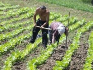 Фонд "Земеделие" одобри субсидии за 56 проекта по ПРСР
