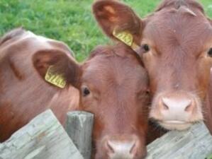 Определени са нивата за специфично подпомагане в млечното животновъдство