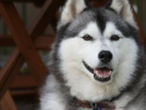 Тръгва проверка за регистрация на кучетата в София