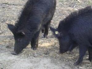 Уникална за страната ни порода свине е на път да изчезне