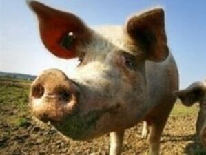 Ферма в Етрополе отглеждала свине без документи за произход