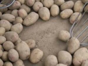 Задържаха нелегални картофи в Русе и емигранти във Видин
