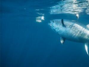 Намаляват улова на риба тон с 40% от 2010 година под натиска на ЕС