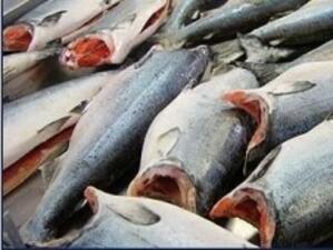 ЕК подкрепи идеята за вписване на рибата тон като застрашен вид