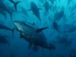 ЕС може да забрани продажбата на риба тон