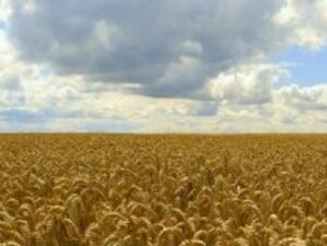 МЗХ: Зърното от реколта 2009 е достатъчно за потребление и износ