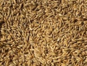 Прогнозират по-нисък добив на зърнени култури тази година