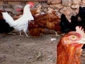 РВМС ще обезщети собствениците на птици, засегнати от нюкясълска болест в Кърджали