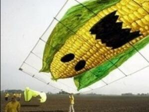 Германия забрани отглеждането на генномодифицирана царевица
