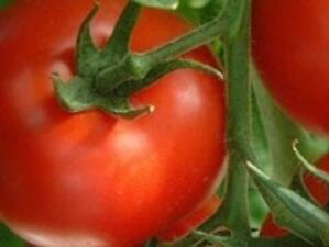 Бургаският парк "Езеро" вече няма да произвежда домати и краставици