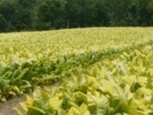Тютюнопроизводители в Пиринско измамени от дупнишка фирма