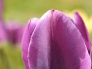 Румъния забрани вносът на цветя от Холандия