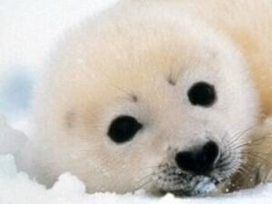 Канадски сенатор прави безполезен опит да забрани лова на тюлени