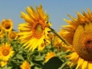 Слънчогледовата реколта в Бургарско е по-слаба от миналогодишната