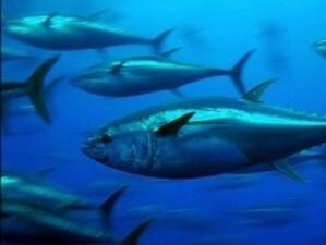 Рибата тон в Средиземно море е на път да изчезне?