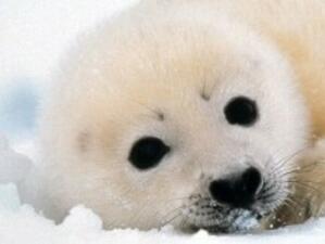 ЕК предлага забрана за внос на продукти от тюлени, убивани по жесток начин