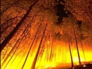 Пожар изпепели 4 000 хектара гори в Гърция