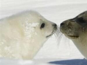 Ескимоски вожд апелира ЕС да не забранява вноса на стоки от тюлени