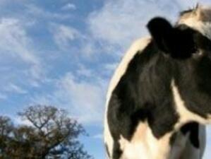 СТО отхвърли забраните за употреба на хормон на растежа в животновъдството