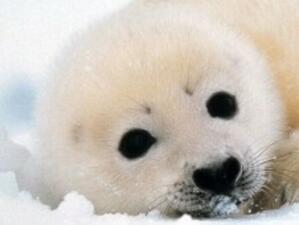 ЕС обмисля мерки срещу Канада заради жестокото избиване на тюлени