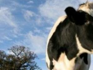 Млекопроизводители блокират пътища в цялата страна