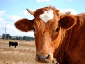 Отпадат забраните срещу България заради болест по говедата