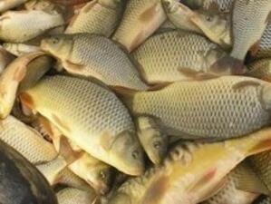 651 кг риба са били конфискувани по Никулден