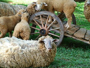 ЕК ще подпомага българските овцевъди