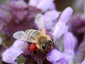 Кредитират одобрените проекти по пчеларската програма