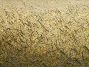 Очакват повече и по-добра пшеница тази година