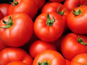 Идва краят на "пластмасовите" домати

