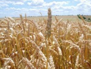 Русия ще вдигне забраната за износ на зърно