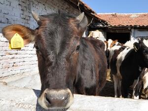 Над 300 животновъди ще получат помощ, за да намалят производството на мляко