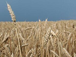 Зърнопроизводителите очакват лоша реколта заради дъждовете