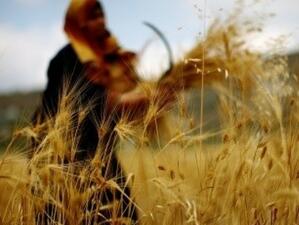 Рекордна реколта от пшеница у нас