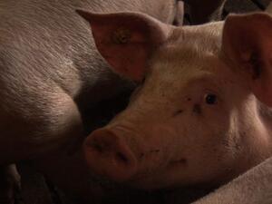 Пореден спад в цените на свинете за клане в ЕС