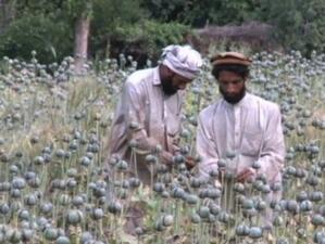 ООН: Производството на опиум в Афганистан ще се увеличи с 43% тази година