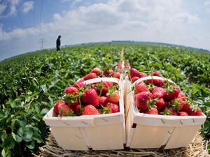 Испания търси наши берачи на ягоди