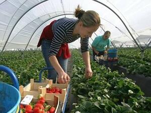 ГИТ информира за правата им наши работници в земеделието в Италия