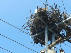 “Електроразпределение Юг” монтира 195 нови платформи за щъркелови гнезда 