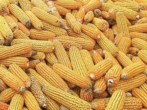 Решението за два нови сорта ГМО царевица отново е в ръцете на Еврокомисията