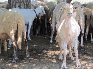 Фермерите в Болярово се съмняват да е имало чума по овцете