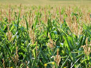 Сушата удари реколтата от царевица и слънчоглед