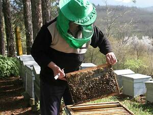 Пчелните семейства в България са над 780 хиляди