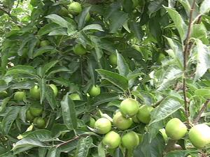 След 10 г. няма да има български ябълки, алармират производители