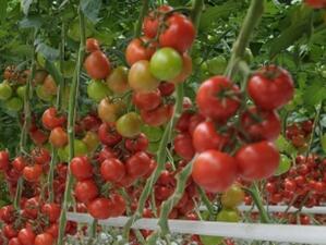 Фонд "Земеделие" плати близо 1 млн. лева за борба с доматения молец