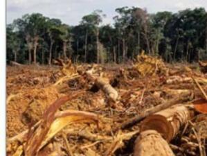 Бразилия ще вземе мерки за спиране на обезлесяването в Амазония