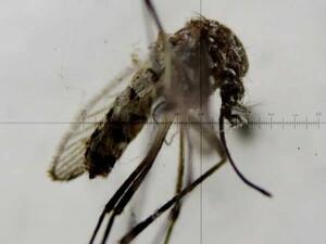 Китай разработва радар, способен да засече комар от близо километър и половина разстояние